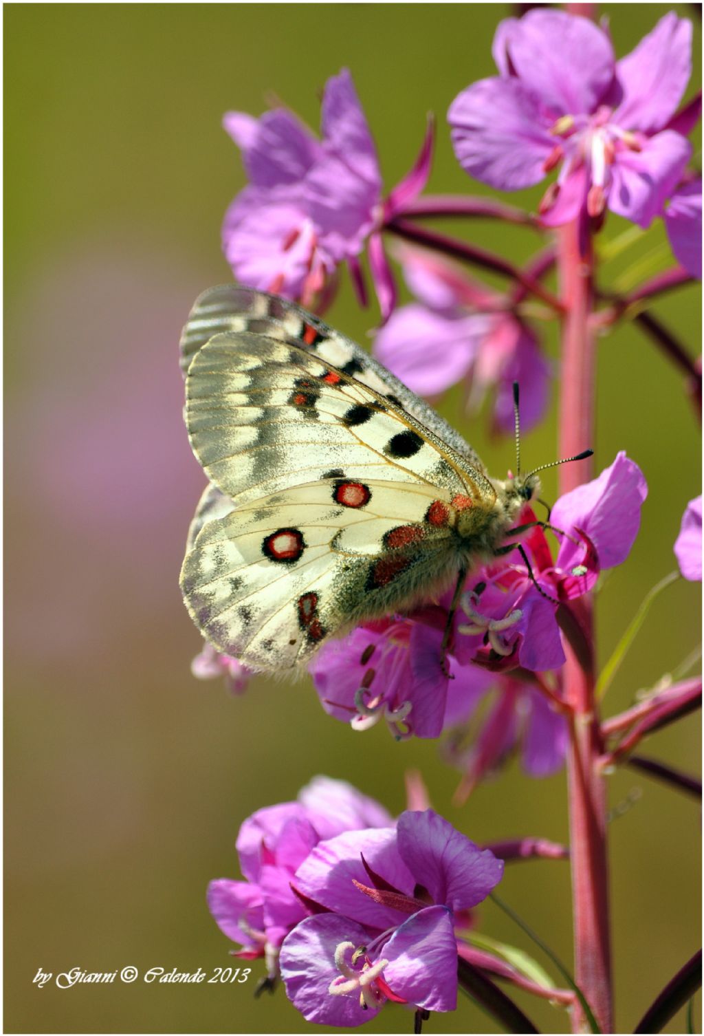 Una conferma Parnassius phoebus?